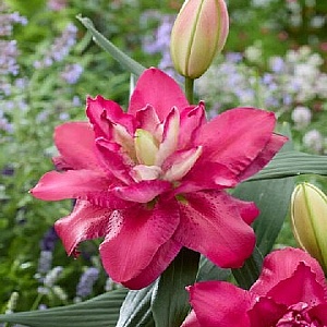 Лилия Джамала 12/14 1шт (КолЛайн)