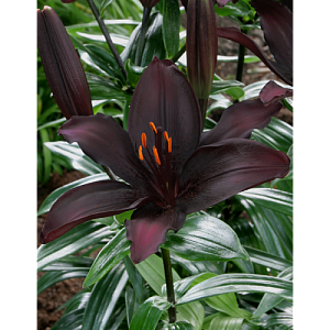 Лилия Блэклист 12/14 1шт (КолЛайн) 2шт/уп