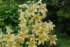 Лилия Ханимун 16/18 1шт (КолЛайн) 3шт/уп