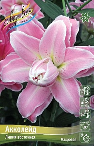 Лилия Амистад 12/14 1шт (КолЛайн) 5шт/уп