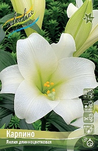 Лилия Карпино 12/14 1шт (КолЛайн) 2шт/уп