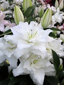 Лилия Шардонэ 12/14 1шт (КолЛайн) 5шт/уп