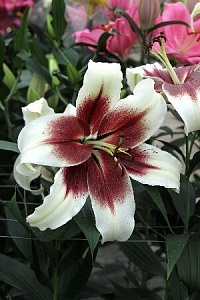 Лилия Зеба 12/14 1шт (КолЛайн) 