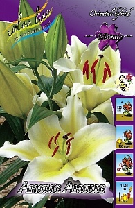 Лилия Жозефина 12/14 1шт (КолЛайн) 2шт/уп