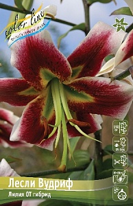 Лилия Лесли Вудриф 12/14 1шт (КолЛайн)