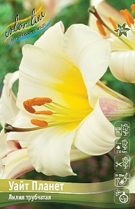 Лилия Уайт Планет 12/14 1шт (КолЛайн) 5шт/уп