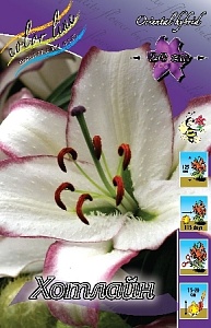 Лилия Хотлайн 1шт (КолЛайн) 5шт/уп