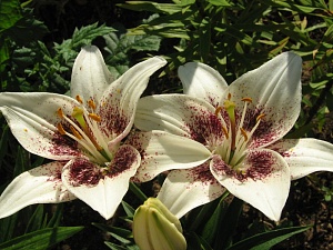 Лилия Центерфольд 12/14 1шт (КолЛайн) 2шт/уп