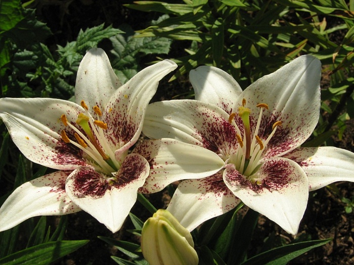 Лилия Центерфольд 12/14 1шт (КолЛайн) 7шт/уп