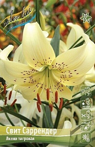 Лилия Свит Саррендер 12/14 1шт (КолЛайн)