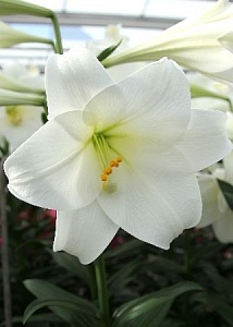 Лилия Миракл 12/14 1шт (КолЛайн) 5шт/уп