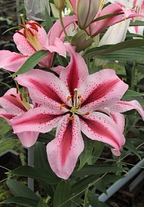 Лилия Джейберд 12/14 1шт (КолЛайн) 2шт/уп