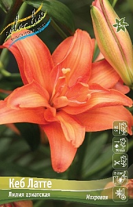 Лилия Кеб Латте 12/14 1шт (КолЛайн)