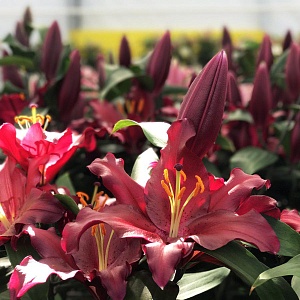 Лилия Бомбастик 12/14 1шт (КолЛайн) 5шт/уп