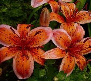 Лилия Электрик 1шт 12/14 (КолЛайн) 5шт/уп