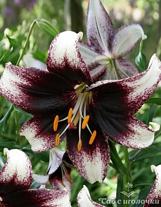 Лилия Стракьятелла Евент 12/14 1шт (КолЛайн) 3шт/уп