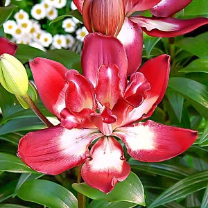 Лилия Дабл Сенсейшн 12/14 1шт (КолЛайн) 5шт/уп