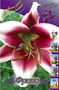 Лилия Ханимун 12/14 1шт (КолЛайн) 5шт/уп