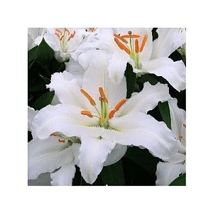 Лилия Фулл Мун 12/14 1шт (КолЛайн) 2шт/уп