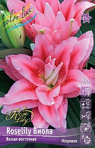 Лилия Roselily&Виола 12/14 1шт (КолЛайн)