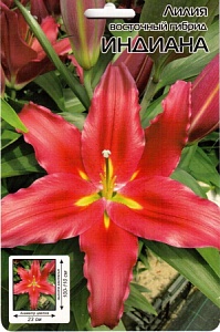 Лилия Индиана 12/14 1шт (КолЛайн) 5шт/уп