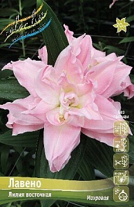 Лилия Лавено 14/16 1шт (КолЛайн) 3шт/уп