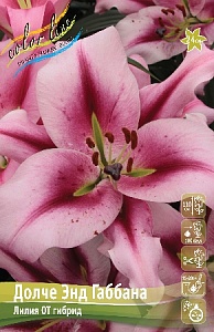 Лилия Дольче энд Габбана 14/16 1шт (КолЛайн) 5шт/уп