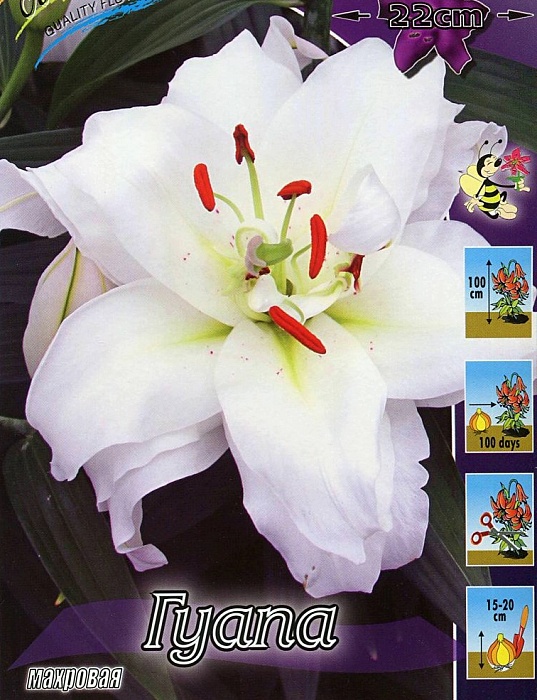 Лилия Гуапа 12/14 1шт (КолЛайн) 2шт/уп