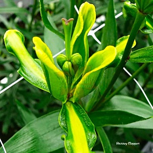 Лилия Йеллоу Пэррот 12/14 1шт (КолЛайн) 3шт/уп