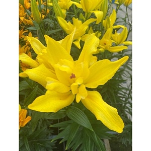 Лилия Томос 12/14 1шт (КолЛайн)