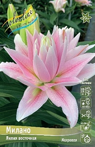 Лилия Милано 12/14 1шт (КолЛайн) 5шт/уп