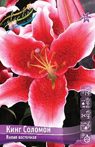 Лилия Кинг Соломон 13/14 1шт (КолЛайн) 2шт/уп