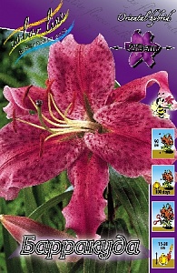 Лилия Барракуда 12/14 1шт (КолЛайн) 5шт/уп восточка, фиолетовая