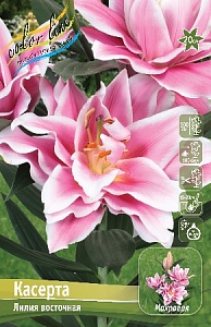 Лилия Касерта 12/14 1шт (КолЛайн) 