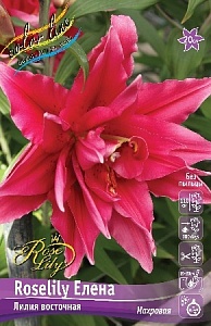 Лилия Roselily&Елена 12/14 1шт (КолЛайн) 3шт/уп