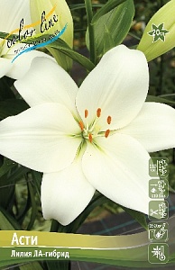 Лилия Асти 12/14 1шт (КолЛайн) 7шт/уп
