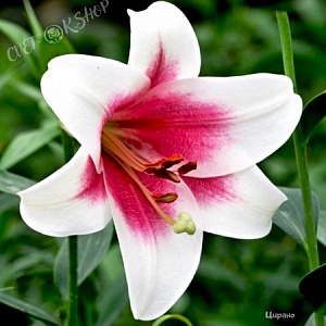 Лилия Цирано 12/14 1шт (КолЛайн) 2шт/уп 