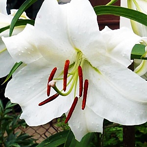 Лилия Брайт Бриллиант 12/14 1шт (КолЛайн) 5шт/уп 