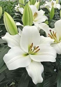 Лилия Ле Престин 1шт (КолЛайн)