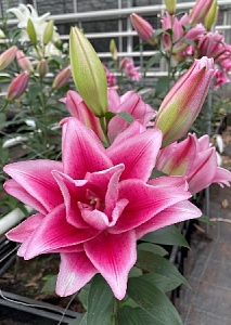 Лилия Roselily&Джасмина 12/14 1шт (КолЛайн) 5шт/уп