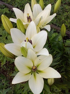 Лилия Бах 12/14 1шт (КолЛайн) 7шт/уп белая