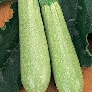 Кабачок Искандер F1 1000шт (Seminis)