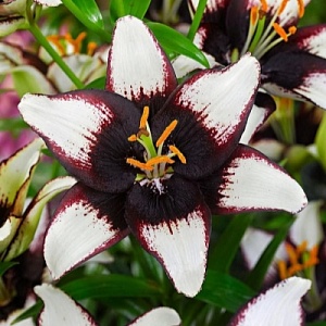 Лилия Блэк Ай 12/14 1шт (КолЛайн) 5шт/уп