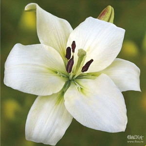 Лилия Литва 13/14 1шт (КолЛайн) 7шт/уп