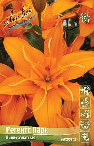 Лилия Регентс Парк 12/14 1шт (КолЛайн)