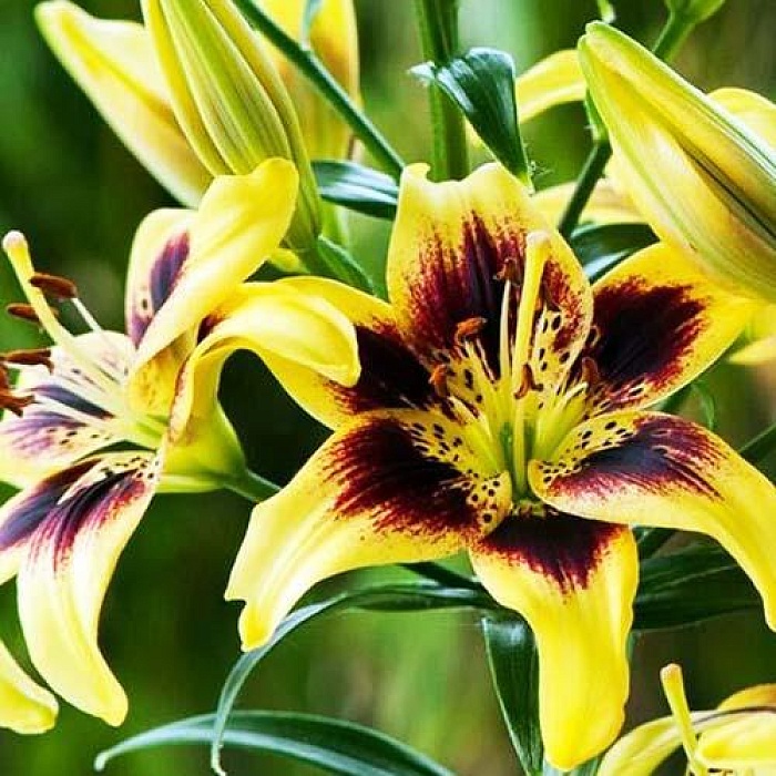 Лилия Пайтон 12/14 1шт (КолЛайн) 2шт/уп