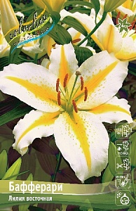 Лилия Бафферари 12/14 1шт (КолЛайн)