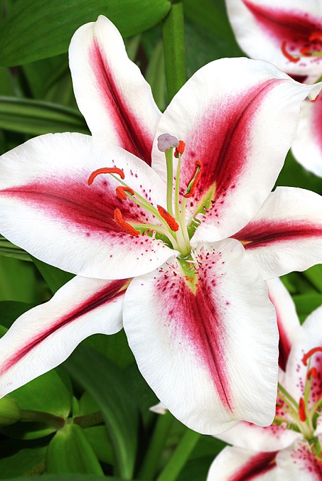 Лилия Хачи 12/14 1шт (Садовита) 5шт/уп