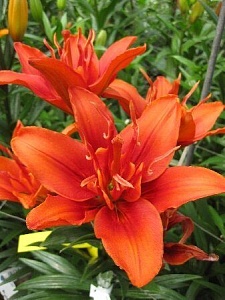 Лилия Фанни Твин 12/14 1шт (КолЛайн)