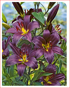 Лилия Пурпл Принс 12/14 1шт (КолЛайн) 2шт/уп